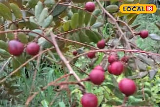 হুবহু লিচুর মতো, কিন্তু লিচু নয়, ক্যানসারের 'ব্রহ্মাস্ত্র' সস্তার ফল, এবার ১২ মাসই মিলবে