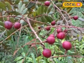 হুবহু লিচুর মতো, কিন্তু লিচু নয়, ক্যানসারের 'ব্রহ্মাস্ত্র' সস্তার ফল, এবার ১২ মাসই মিলবে
