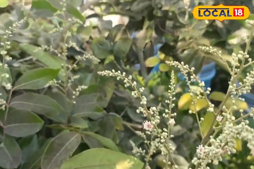 বাজারে লিচুর যখন জোগান মেলানা ফলের বাজারে দেখা মিলবে আঁশফলের। কাঠ লিচু নামেও পরিচিত এই ফলটির গাছ, পাতা ও স্বাদ—সবেতেই লিচুর সঙ্গে মিল রয়েছে। শুধু স্বাদ নয়, আঁশফলের রয়েছে নানা ঔষধি গুণ। ওষুধ প্রস্তুতিতেও ব্যবহৃত হয় এই ফল। ফলে ভোক্তাদের আগ্রহও বাড়ছে প্রতি বছরই।