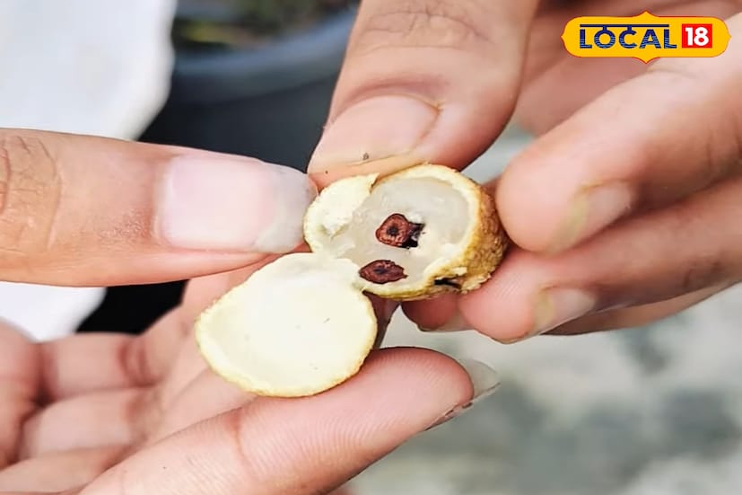 আকারে লিচুর তুলনায় ছোট হলেও লংগানের খোসা ছাড়ালে পাওয়া যায় রসালো শাঁস, ভিতরে ছোট কালো দানা—দেখতেও স্বাদেও লিচুর মতো। লিচুর তুলনায় পোকা বা রোগের আক্রমণও কম হয় এই ফলে, ফলে দীর্ঘদিন ভালো থাকে। চাষ করতেও তেমন বাড়তি পরিচর্যার প্রয়োজন হয় না। চারা লাগিয়েই অনায়াসে বেড়ে ওঠে গাছ। সার-সেচও খুব বেশি লাগে না। ফলটি ভিটামিন–সমৃদ্ধ এবং রোগ প্রতিরোধ ক্ষমতা বাড়াতে সাহায্য করে। এমনকি ক্যানসার প্রতিরোধী গুণও রয়েছে বলে দাবি চাষিদের।