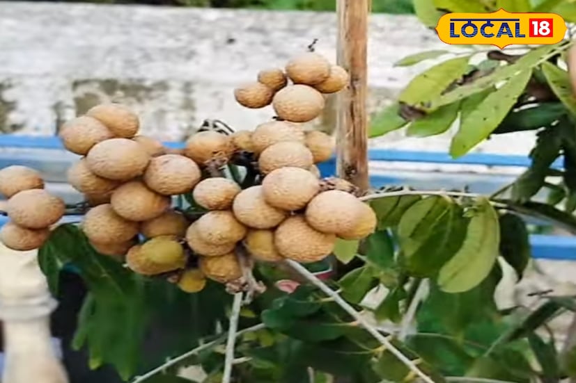 বছরের নির্দিষ্ট সময়েই লিচুর দেখা মেলে। সেই স্বাদকে সারাবছর ধরে রাখতে অনেকেই আশফল বা লংগান বেছে নেন। তবে এবার লংগান মিলবে বারো মাসই। উত্তর ২৪ পরগনার বসিরহাটের বসুন্ধরা, সাহানুর, প্রভাতি সহ বেশ কিছু নার্সারিতে পরীক্ষামূলকভাবে শুরু করেছেন লংগানের বারোমাসি চাষ। পাশাপাশি গাছের ডাল থেকে কলম তৈরি করে বিক্রিও করছেন তিনি।
