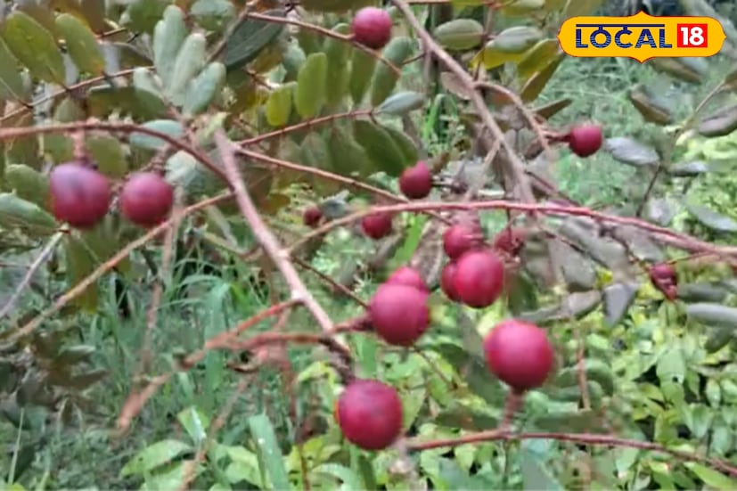 এছাড়া রুবি লংগানও জনপ্রিয় হয়ে উঠছে। টকটকে লাল ফল, রসালো গঠন ও মিষ্টতার জন্য ক্রেতাদের কাছে আকর্ষণীয় এই জাতটি ছাদবাগানেও ভালো ফলন দেয়। পাতার লাল রং দেখে সহজেই চেনা যায় রুবি লংগান। লিচু গোত্রের হলেও স্বাদের দিক দিয়ে অনেকসময় লিচুকেও পেছনে ফেলে দেয় এই বিশেষ জাত।