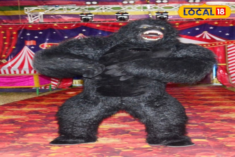 সার্কাসে খেলা দেখাচ্ছে। জানাও গিয়েছে, এই কিংকং নাকি বাঙালি। তাঁর নাম, বীরেশ্বর মাহাতো। পুরুলিয়ার ছেলে। ভুল বোঝার আগে বলে ফেলা ভাল, কিংকং আসলে কাল্পনিক জন্তু। একটি বিশালাকার গোরিলা। ৯০ বছর আগে মেরিয়ান কুপার নামে এক চলচ্চিত্র পরিচালক কিংকং চরিত্রটি তৈরি করে সিনেমা বানিয়েছিলেন। সেটি চূড়ান্ত হিট হয়।