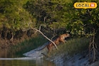সুন্দরবনে যাওয়ার প্ল্যান! নভেম্বর না ডিসেম্বর কোনটা সেরা সময়, কখন মিলবে বাঘের দেখা