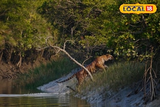 সুন্দরবনে যাওয়ার প্ল্যান! নভেম্বর না ডিসেম্বর কোনটা সেরা সময়, কখন মিলবে বাঘের দেখা
