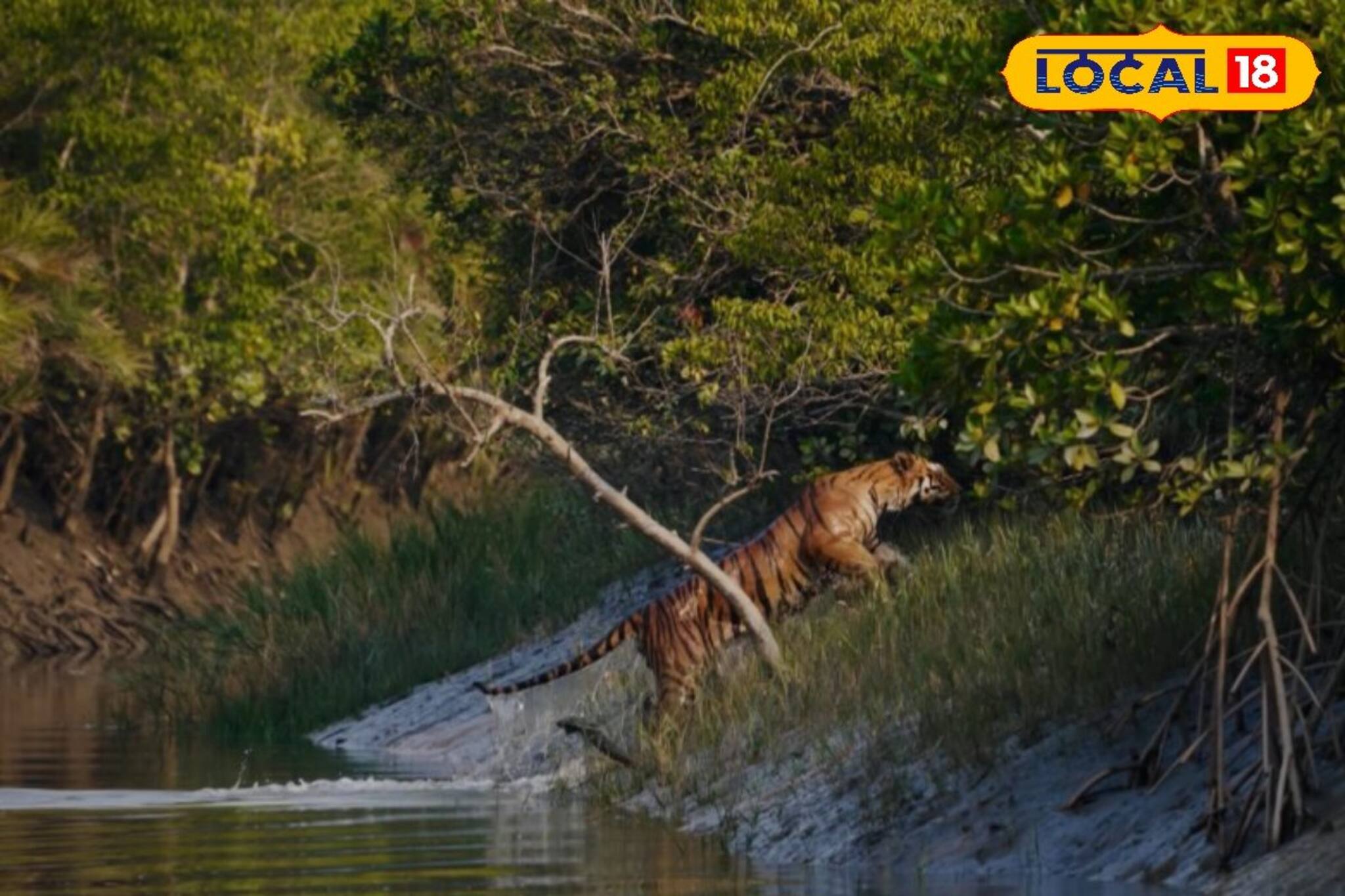 Sundarbans:  সুন্দরবনে বেড়াতে যাওয়ার প্ল্যান! নভেম্বর না ডিসেম্বর কোনটা সেরা সময়, কখন মিলবে বাঘের দেখা, জেনেই বেরিয়ে পড়ুন