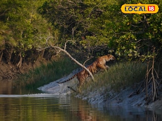সুন্দরবনে যাওয়ার প্ল্যান! নভেম্বর না ডিসেম্বর কোনটা সেরা সময়, কখন মিলবে বাঘের দেখা