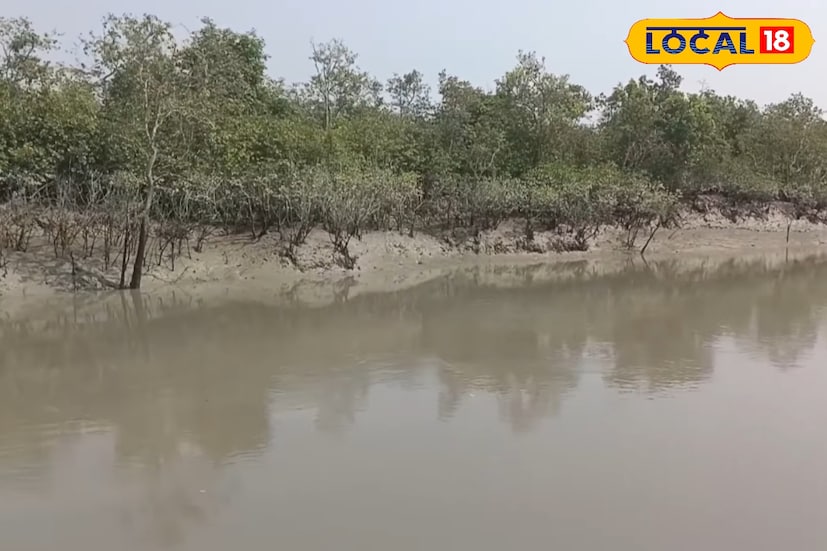 তবে বন্যপ্রাণী দেখার কোনও নিশ্চয়তা নেই। বাঘ অত্যন্ত সতর্ক ও স্বভাবগতভাবে আড়ালপ্রিয়। পর্যটকদের তাই বনরক্ষীদের নির্দেশ মেনে স্বাভাবিক শব্দ বজায় রেখে ধীরে চলতে হবে। তবুও শীতের সকাল-বিকেলের সোনালি আলোয় নদীর ধারে হেঁটে বেড়ানো রয়্যাল বেঙ্গল টাইগারের দেখা পাওয়া— পর্যটকদের কাছে এক অমূল্য অভিজ্ঞতা হয়ে থাকে।