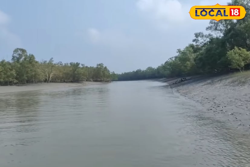 শীতকালে খাবারের সন্ধানে বাঘের চলাচলও বেড়ে যায়। মাছ, কাঁকড়া এবং হরিণের খোঁজে বাঘ অনেক সময় জলের ধার ঘেঁষে হাঁটে। পর্যটকদের নৌকা যখন নির্দিষ্ট জায়গায় অবস্থান নেয়, তখন বাঘের এই চলাচল দৃশ্যমান হয়। ফলে সকাল কিংবা বিকেলবেলা নদীর মোহনা ও খোলা চরাঞ্চলে বাঘ দেখার সম্ভাবনা সবচেয়ে বেশি বলে মনে করেন বনকর্মীরা।