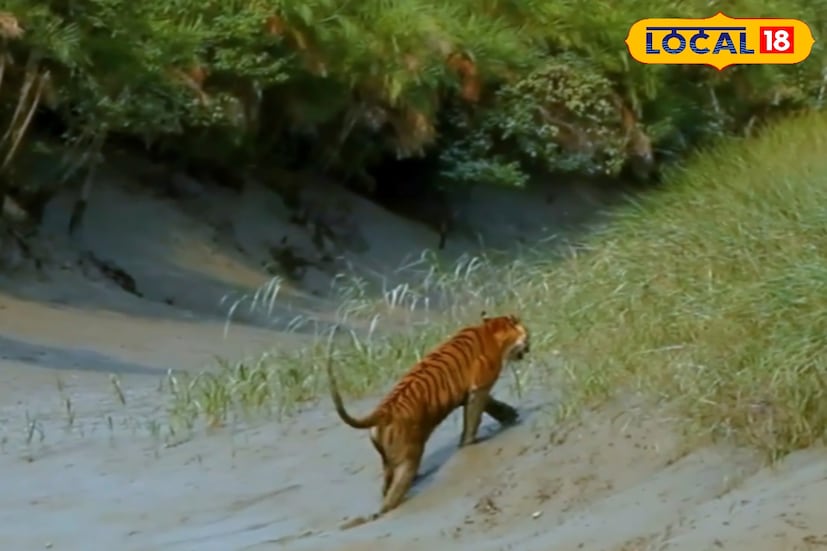 শীতের ঠান্ডা আবহাওয়ায় দিনের বেশিরভাগ সময় সূর্যের আলো রোদ পোহাতে নদীর ধারে বা খোলা পলির জমিতে চলে আসে বাঘ। গ্রীষ্মে যেমন ঘন জঙ্গলের ভেতরেই থাকে, শীতে তবে তুলনামূলক খোলা জায়গায় দেখা মেলে বেশি। তাই জলে ভ্রমণরত নৌকা বা লঞ্চ থেকেই দূরে দাঁড়িয়ে বাঘ দেখতে পাওয়ার সম্ভাবনা বাড়ে।