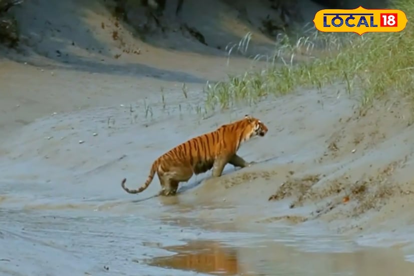 নভেম্বর থেকে ফেব্রুয়ারি পর্যন্ত সময়টাই সুন্দরবনে বনাঞ্চলে ঘোরার সবচেয়ে উপযুক্ত সময়। সকাল এবং বিকেলের শেষে বনের পশুপাখির নড়াচড়া বাড়ে, যা বাঘ দেখার সম্ভাবনা বহুগুণ বাড়িয়ে দেয়। বিশেষ করে সুন্দরবনের সজনেখালি, হরিখালি, সুধন্যখালি, পীরখালি অঞ্চলে এসময় বাঘ দর্শনের রিপোর্ট সবচেয়ে বেশি পাওয়া যায়।