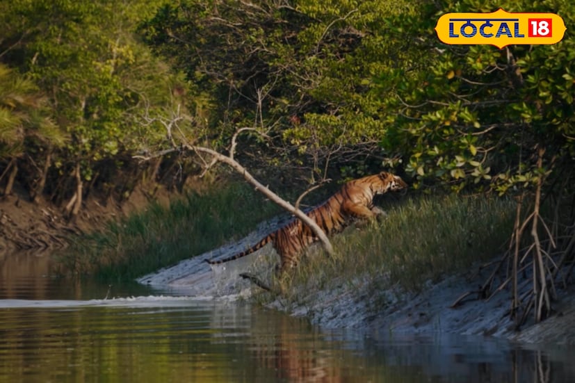 সুন্দরবন মানেই বাঘের রাজত্ব। বিশ্বের বৃহত্তম ম্যানগ্রোভ অরণ্যে রয়্যাল বেঙ্গল টাইগারের দেখা মিলবে কি না, সেই উত্তেজনা নিয়েই লাখো পর্যটক আসেন। তবে বিশেষজ্ঞরা বলছেন, বছরজুড়ে বাঘ দেখা গেলেও শীতকালে সম্ভাবনা তুলনামূলক অনেক বেশি। তাপমাত্রা কমে যাওয়ার সঙ্গে সঙ্গে বদলে যায় বাঘের স্বভাব ও চলাচলের ধরন, ফলে পর্যটকদের ভাগ্য আরও খুলে যেতে পারে এসময়। সুন্দরবন মানেই বাঘের রাজত্ব। বিশ্বের বৃহত্তম ম্যানগ্রোভ অরণ্যে রয়্যাল বেঙ্গল টাইগারের দেখা মিলবে কি না, সেই উত্তেজনা নিয়েই লাখো পর্যটক আসেন। তবে বিশেষজ্ঞরা বলছেন, বছরজুড়ে বাঘ দেখা গেলেও শীতকালে সম্ভাবনা তুলনামূলক অনেক বেশি। তাপমাত্রা কমে যাওয়ার সঙ্গে সঙ্গে বদলে যায় বাঘের স্বভাব ও চলাচলের ধরন, ফলে পর্যটকদের ভাগ্য আরও খুলে যেতে পারে এসময়।