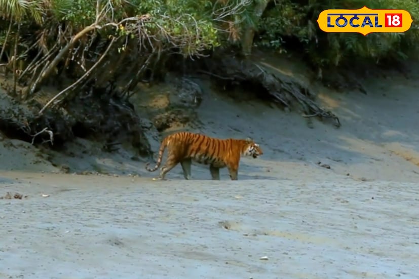 তাছাড়া শীতকালে সুন্দরবনে মানুষের ভিড়ও বাড়ে। নৌকাগুলির নিয়মিত চলাচলে সৃষ্ট শব্দের সঙ্গে বাঘ অভ্যস্ত থাকায় তারা জলধারার পাশে উঠে আসে স্বাভাবিক ছন্দে। গ্রীষ্ম বা বর্ষার মত এসময় জোয়ারের জল বেশি বাড়ে না, ফলে চরভূমির বিস্তারও বেড়ে যায়— যা বাঘের চলাচলকে আরও দৃশ্যমান করে।