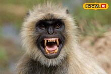 Birbhum News: সারাদিনই চলছে তাণ্ডব! কখন তাড়া, কখনও আবার সামনে পেলেই কামড়! হনুমানের উৎপাতে জেরবার বীরভূম