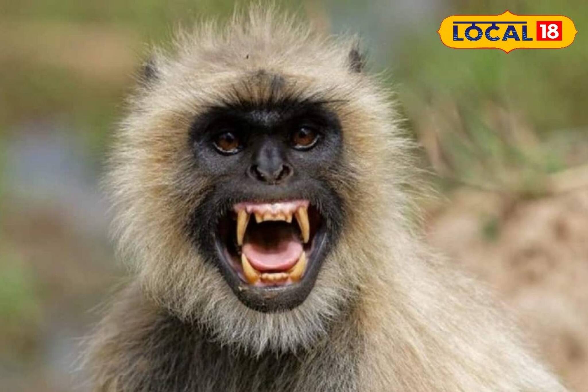 সারাদিনই চলছে তাণ্ডব! কখন তাড়া, কখনও আবার সামনে পেলেই কামড়! হনুমানের উৎপাতে জেরবার বীরভূম