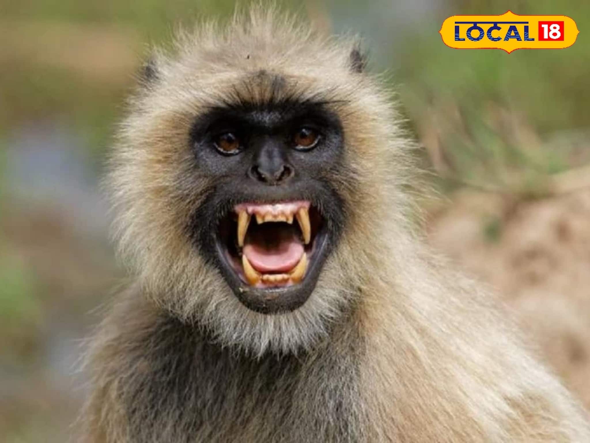 Birbhum News: সারাদিনই চলছে তাণ্ডব! কখন তাড়া, কখনও আবার সামনে পেলেই কামড়! হনুমানের উৎপাতে জেরবার বীরভূম