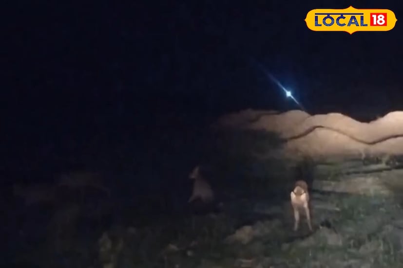 জঙ্গল ছেড়ে লোকালয়ে চলে আসে শিয়াল আতঙ্কে দিন কাটাচ্ছেন গ্রামবাসীরা, মাঠের কাটতে যেতে ভয় পাচ্ছেন ক্ষেতমজুররা থেকে কৃষকরা। এবার গ্রামবাসীদের সচেতন করতে এলাকায় মাইকিং করল বন দফতর। শিয়াল দেখলে কিভাবে সতর্ক থাকবেন সেই সম্পর্কে সচেতন করে তারা গ্রামবাসীদের। (ছবি ও তথ্য: সায়নী সরকার)