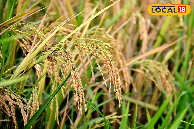 পূর্ব মেদিনীপুর জেলার ভগবানপুর ১ কৃষি দফতরের পক্ষ থেকে ইতিমধ্যেই সমস্ত গ্রাম পঞ্চায়েতের কৃষকদের বিজ্ঞপ্তি দিয়ে জানান হয়েছে, যাদের কৃষক বন্ধু প্রকল্পের সঙ্গে আধার নম্বর যুক্ত নেই তারা যেন অবিলম্বে ব্লক কৃষি দফতরে যোগাযোগ করেন। কারণ এখন থেকে কৃষক বন্ধু প্রকল্পের টাকা আধার মারফত পাঠান হবে। দেরি করলে আপনি এই মরশুমে প্রকল্পের আর্থিক সহায়তা থেকে বঞ্চিত হতে পারেন। তাই দ্রুত এই প্রয়োজনীয় কাজটি সেরেই ফেলুন।