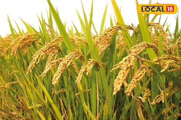 কৃষক বন্ধু প্রকল্পের জরুরি খবর! আধার লিঙ্ক না থাকলে টাকা পাবেন না! এখনই স্ট্যাটাস চেক করুন