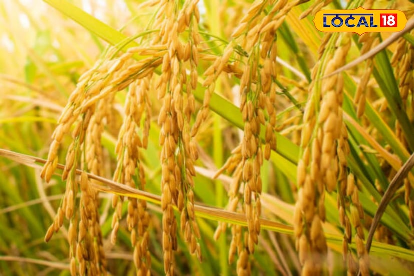 যদি আপনার আধার নম্বর ইতিমধ্যেই প্রকল্পের সঙ্গে যুক্ত থাকে তাহলে আপনার অ্যাকাউন্টে কৃষক বন্ধু প্রকল্পের টাকা পৌঁছে যাবে। কিন্তু যদি স্ট্যাটাসে দেখা যায় আধার নম্বর যুক্ত নেই তাহলে আর দেরি না করে দ্রুত ব্লক কৃষি দফতরে যান। কারণ আধার নম্বর যোগ না থাকলে এবার থেকে আর‌ প্রকল্পের টাকা পাওয়া যাবে না। তাই সমস্যায় পড়ার আগে সব নথিপত্র গুছিয়ে ব্লক কৃষি দফতরে যোগাযোগ করুন।