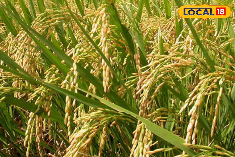 বিজ্ঞপ্তিতে বলা হয়েছে— আধার সংযোগ না থাকলে কৃষক বন্ধু প্রকল্পের অনলাইন স্ট্যাটাস কপি, ভোটার কার্ডের জেরক্স, আধার কার্ডের জেরক্স, জমির সর্বশেষ রেকর্ডের জেরক্স, মোবাইল নম্বর এবং প্রদত্ত আধার সংযুক্তিকরণ ফর্ম— এই কয়েকটি নথিপত্র সঙ্গে রাখতে হবে। এই নথিপত্র যাচাই করে আধিকারিকরা আপনার আধার নম্বর প্রকল্পের সঙ্গে যোগ করে দেবেন।