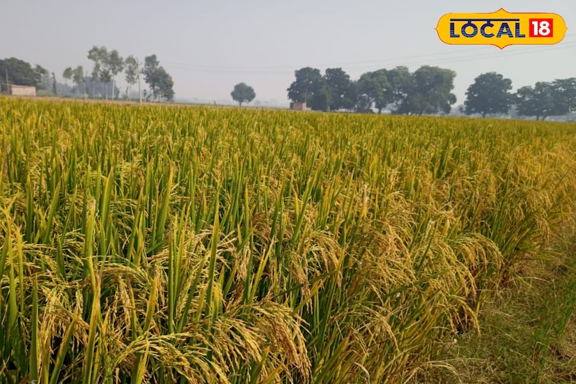 ভগবানপুর এক নম্বর ব্লকের সহ কৃষি আধিকারিক জানান, কৃষক বন্ধু প্রকল্পের টাকা এখন থেকে আধার মারফত পাঠান হবে। তাই যাদের আধার নম্বর এখনও প্রকল্পের সঙ্গে যুক্ত করা নেই তাদের ক্ষেত্রে টাকা পেতে বড় সমস্যা হতে পারে। তাই যেসব কৃষকদের আধার লিঙ্ক করা নেই, তারা যেন প্রয়োজনীয় নথিপত্র সঙ্গে নিয়ে দ্রুত ব্লক কৃষি দফতরে এসে যোগাযোগ করেন।