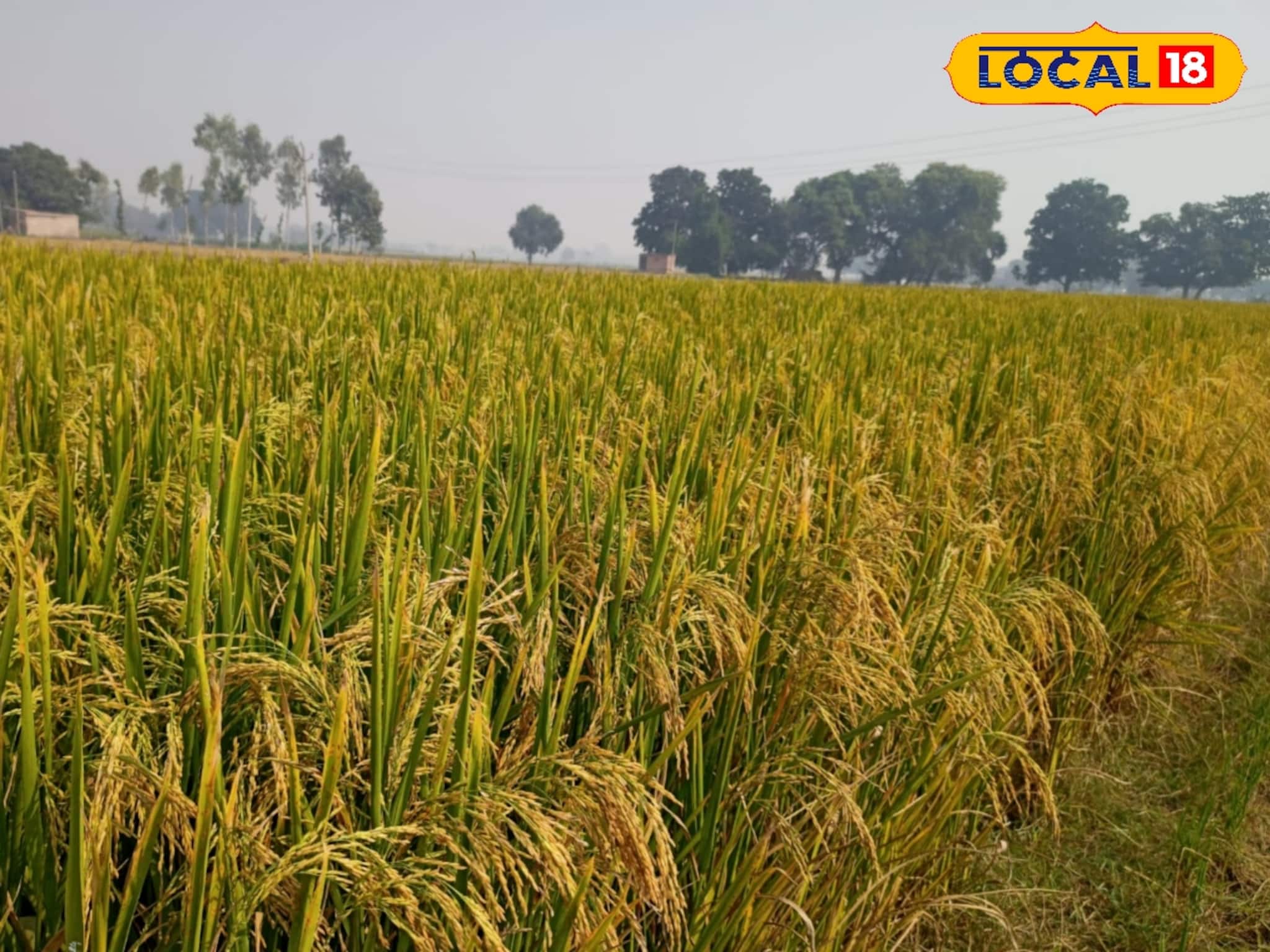 Krishak Bandhu Scheme: কৃষক বন্ধু প্রকল্পের জরুরি খবর! আধার লিঙ্ক না থাকলে টাকা পাবেন না! এখনই স্ট্যাটাস চেক করুন, প্রক্রিয়া জেনে নিন