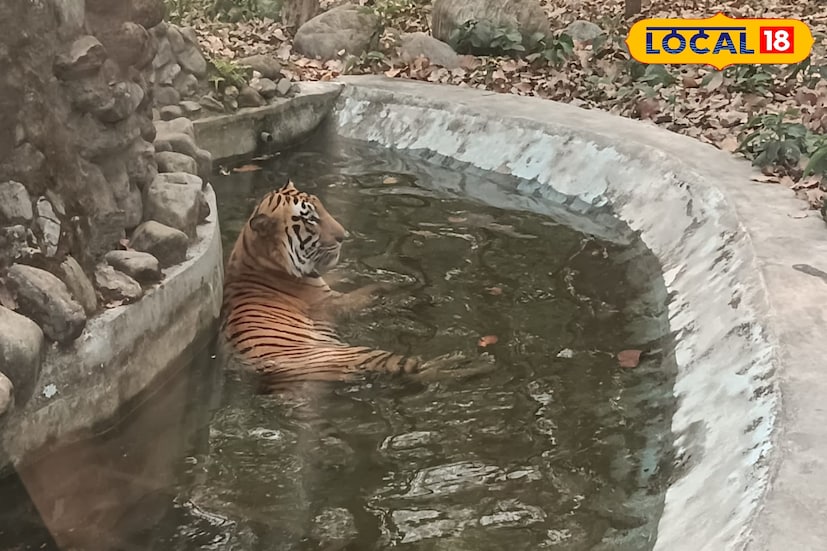 এদিকে সাদা বাঘ ও তাঁর ৭ মাসের দুই শাবককে পরীক্ষামূলকভাবে প্রথমবার জনসমক্ষে আনা হয়। প্রায় ৩০ মিনিটের জন্য মা-শাবকদের এনক্লোজারে ছাড়া হয়। বাইরে পরিবেশে শাবকরা বেশ স্বাচ্ছন্দ্যেই মানিয়ে নিয়েছে বলে জানিয়েছেন পার্ক কর্তৃপক্ষ। এই খবর ছড়িয়ে পড়তেই দর্শকদের কৌতুহলও বাড়ছে।