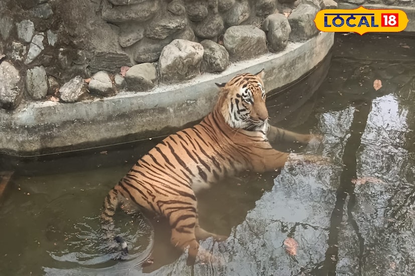 পার্ক কর্তৃপক্ষের দাবি, সম্প্রসারণের কাজ সম্পন্ন হলে একসঙ্গে আরও বেশি বাঘকে জনসমক্ষে আনা সম্ভব হবে। বেঙ্গল সাফারি ডিরেক্টর ই. বিজয়ের কথায়, বাঘেদের পরিবার যেহেতু ক্রমে বাড়ছে, তাই বড় জায়গা প্রয়োজন। সেই কারণেই বাড়তি এনক্লোজারের অনুমতি মিলেছে। পাশাপাশি বাঘেদের সুস্থ পরিবেশ নিশ্চিত করতেই নতুন এই উদ্যোগ।