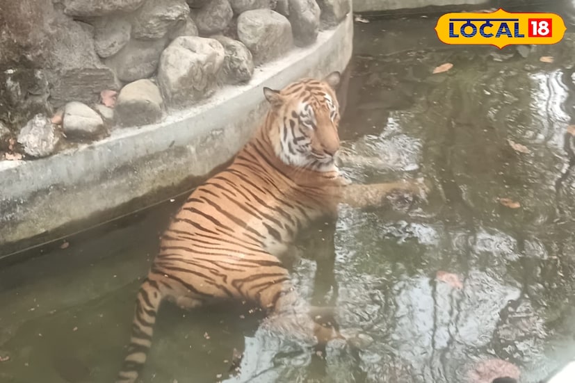 তবে আশার আলো থাকলেও কিছু পরিকল্পনা এখনও আটকে আছে। সিংহ সাফারি শুরুর অনুমতির ফাইল আপাতত কেন্দ্রীয় জু অথরিটির কাছে আটকে। এছাড়াও প্রয়োজনীয় ছাড়পত্রের অভাবে কয়েকটি নতুন প্রাণী আনার প্রক্রিয়াও স্থগিত রয়েছে। তবুও সব মিলিয়ে আশাবাদী সাফারি কর্তারা। প্রসারিত এলাকা শেষ হলে শিলিগুড়িতে বাঘের রাজ্যে নতুন অধ্যায় শুরু হতে চলেছে। (ছবি ও তথ্যঃ ঋত্বিক ভট্টাচার্য)