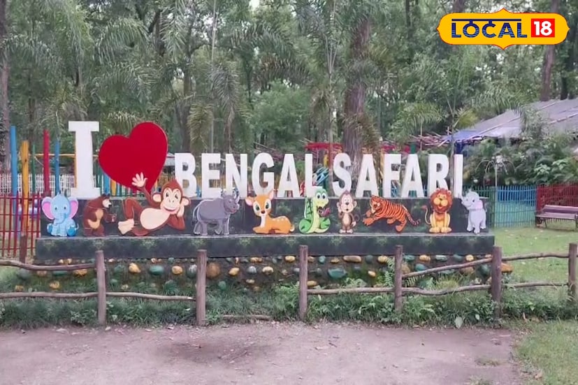 বাঘের সফল প্রজনন ঘটিয়ে নতুন নজির গড়ল শিলিগুড়ির বেঙ্গল সাফারি পার্ক। ২০১৬ সালে মাত্র দু'টি বাঘকে নিয়ে যাত্রা শুরু হলেও, সময়ের সঙ্গে সংখ্যাটা বেড়ে দাঁড়িয়েছে ১৪। ক্রমাগত বাড়তে থাকা এই বাঘ পরিবারের জন্য এবার বড় সিদ্ধান্ত নিল কর্তৃপক্ষ। বাঘের নিরাপদ আবাস ও পর্যটকদের সুবিধা মাথায় রেখে বাড়ানো হচ্ছে টাইগার সাফারির পরিসর। (ছবি ও তথ্যঃ ঋত্বিক ভট্টাচার্য)