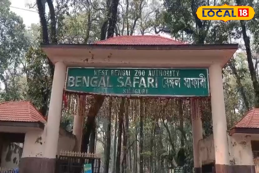 এতদিন ২০ হেক্টর এলাকা জুড়ে বাঘের এনক্লোজার ছিল। কিন্তু বর্তমানে থাকা ১৪টি রয়্যাল বেঙ্গল টাইগারের জন্য সেই জায়গা যথেষ্ট নয় বলে মনে করছেন সাফারি কর্তারা। সেই কারণেই সেন্ট্রাল ও স্টেট জু অথরিটির অনুমতি নিয়ে ২০ হেক্টর অতিরিক্ত জমিতে সম্প্রসারণের কাজ শুরু করেছে সাফারির প্রশাসন। ইতিমধ্যেই জোরকদমে নতুন ফেন্সিংয়ের কাজ চলছে। ডিসেম্বরের শেষের দিকেই প্রকল্প শেষ হবে বলে অনুমান।
