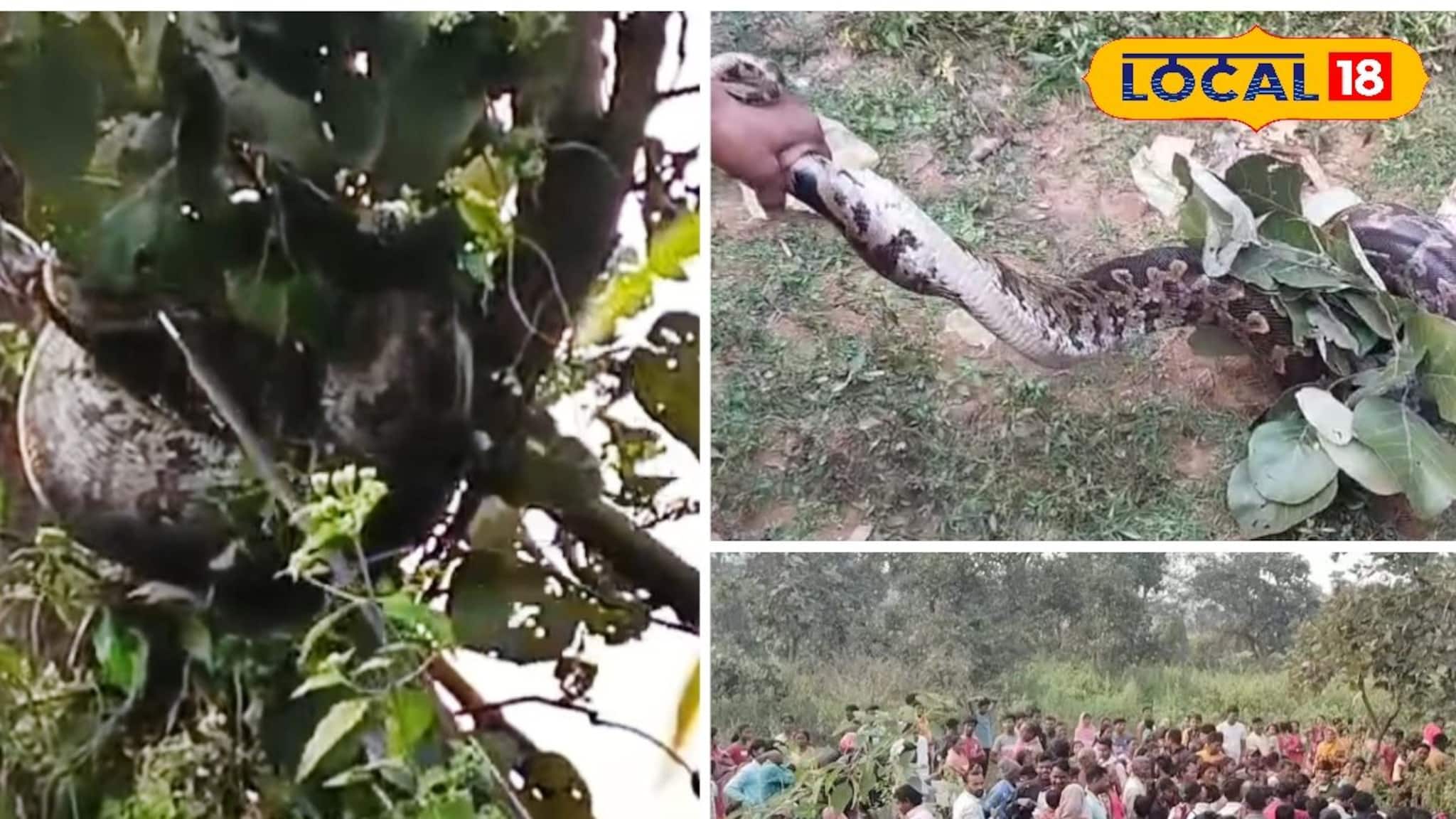 Purulia News: গাছের মগডালে ঝুলছে বিশাল পাইথন! এক ঝলক দেখতে এলাকায় মানুষের ভিড়, উদ্ধার করল বন দফতর
