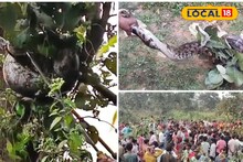 Purulia News: গাছের মগডালে ঝুলছে বিশাল পাইথন! এক ঝলক দেখতে এলাকায় মানুষের ভিড়, উদ্ধার করল বন দফতর