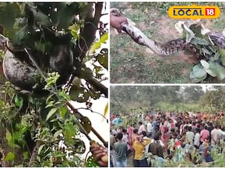 গাছের মগডালে ঝুলছে বিশাল পাইথন! এক ঝলক দেখতে এলাকায় মানুষের ভিড়