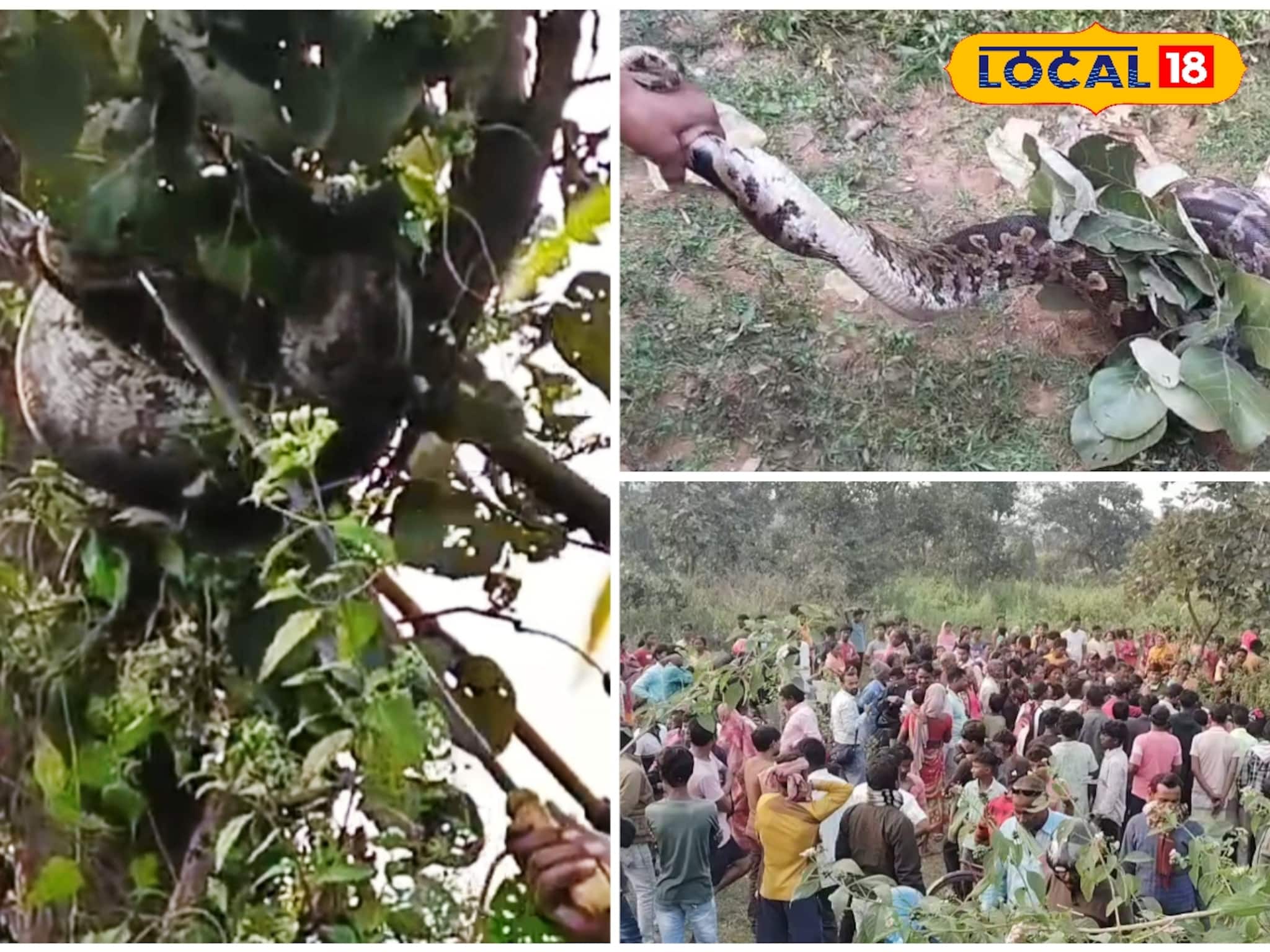 Purulia News: গাছের মগডালে ঝুলছে বিশাল পাইথন! এক ঝলক দেখতে এলাকায় মানুষের ভিড়, উদ্ধার করল বন দফতর