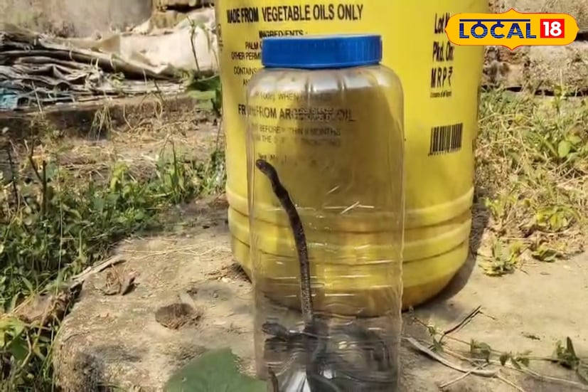 একটি বড় সাপ অফ অনেকগুলো বাচ্চা সাপ দেখে এলাকায় চাঞ্চল্য ছড়ায়। ঘটনাস্থলে পৌঁছে মানুষকে অযাথা আতঙ্ক মুক্ত করার পাশাপাশি পরিবেশ কর্মী সৌরভ দত্ত বন বিভাগের আধিকারিদের সঙ্গে যোগাযোগ করেন । এরপর এলাকায় বনদফতর কর্মীরা এসে উপস্থিত হয়।