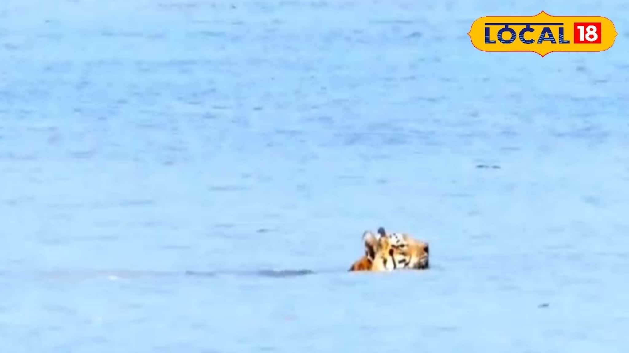 সুন্দরবনে ফের বাঘের দেখা...! শীতের শুরুতেই তিন-তিন বার দর্শন দিলেন 'রয়্যাল বেঙ্গল টাইগার'! দেখুন ভাইরাল ভিডিও!