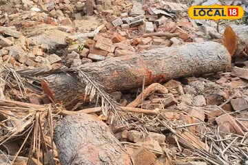 বিয়েবাড়ি বলে কথা! অনুষ্ঠান করতে হুগলিতে সবুজ নিধন, রেগে লাল স্থানীয়রা! ভাবাচ্ছে বন দফতরকেও