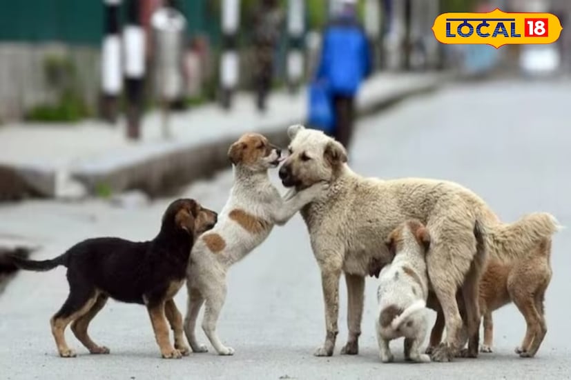 তিনি আরও জানান, পৌরসভা প্রতিদিন পোষ্যের বর্জ্য সংগ্রহ করবে এবং ধাপে ধাপে এই নিয়ম আইনি আকারে কার্যকর করা হবে। এতে শহরের ভাবমূর্তি যেমন রক্ষা পাবে, তেমনি বাড়বে পুরসভার আয়ও। ছবি ও তথ্য : ঋত্বিক ভট্টাচার্য