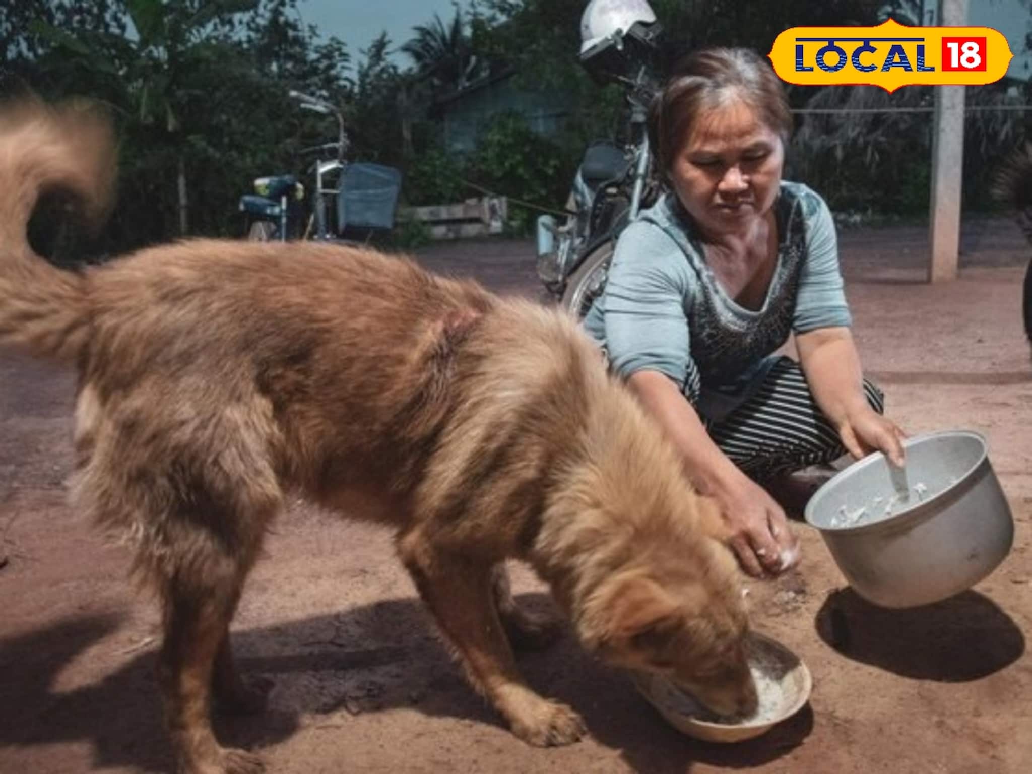 Darjeeling News: শৈলশহরে পোষ্য নিয়ে ঘুরতে গেলে চালু হচ্ছে নতুন নিয়ম, না মানলে জরিমানা