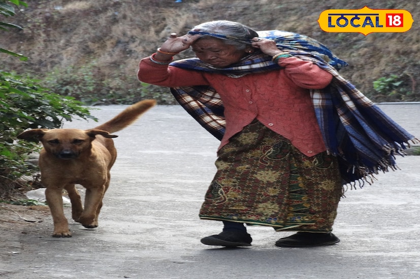 দার্জিলিং, ঋত্বিক ভট্টাচার্য : দার্জিলিংয়ে পোষ্য নিয়ে বেড়াতে যাওয়া পর্যটক ও স্থানীয়দের জন্য কঠোর নির্দেশিকা আনতে চলেছে পুরসভা। বাড়ির কুকুর বা বিড়াল নিয়ে পাহাড়ে এলে এবার থেকে মানতে হবে একাধিক শর্ত। নিয়মভঙ্গ হলে গুণতে হবে জরিমানা। আগামী জানুয়ারি থেকেই কার্যকর হতে পারে এই নতুন বিধিনিষেধ।