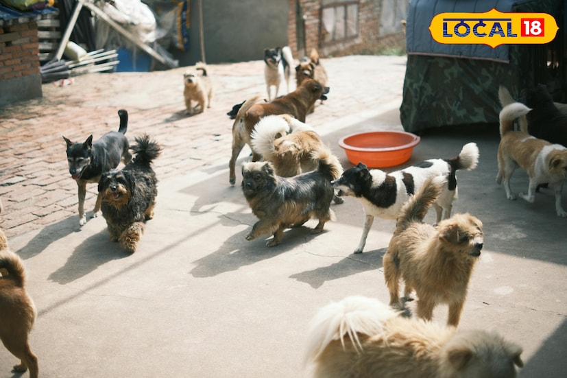 পুরসভা সূত্রে আরও খবর, যারা বাণিজ্যিকভাবে পশুপালন করেন, তাঁদের প্রাণীর বর্জ্য নির্দিষ্ট জায়গায় ফেলতে হবে। এর জন্যই পুরসভা প্রয়োজনে সামগ্রী সরবরাহ করবে। এর বদলে প্রতিবছর নির্দিষ্ট পরিমাণ কর দিতে হবে। তবে বি.পি.এল পরিবারের সদস্যরা থাকবেন করমুক্ত। ছবি ও তথ্য : ঋত্বিক ভট্টাচার্য