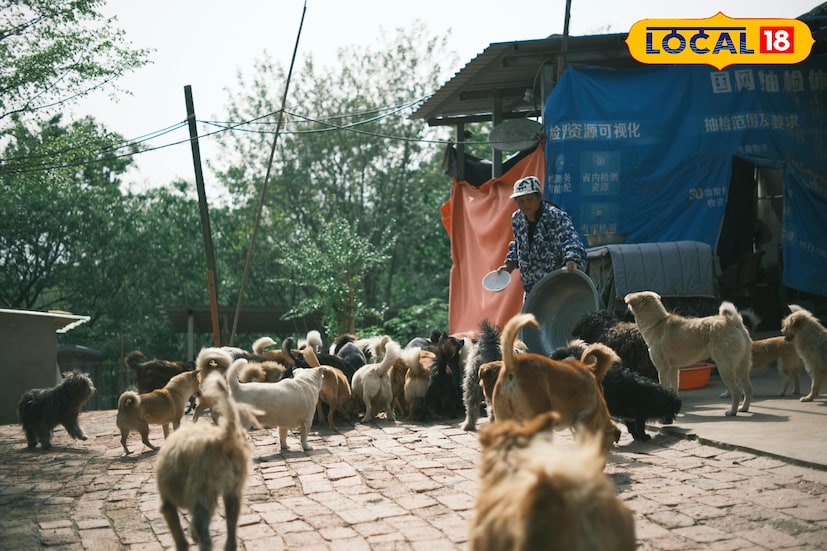 একই নিয়ম প্রযোজ্য হবে পাহাড়বাসীদের ক্ষেত্রেও। অভিযোগ, নিয়মিতই বিভিন্ন এলাকায় কুকুর-বিড়ালের মল-মূত্র পড়ে থাকে। এতে শহরের পরিচ্ছন্নতা নষ্ট হচ্ছে, পাশাপাশি বাড়ছে রোগ ছড়ানোর আশঙ্কা। তাই পাহাড়বাসীদের পোষ্য থাকলে সেটির টিকাকরণ বাধ্যতামূলক করা হবে বলে জানিয়েছে পুরসভা। ছবি ও তথ্য : ঋত্বিক ভট্টাচার্য