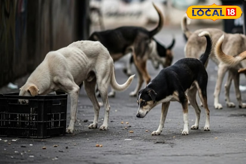 এই সিদ্ধান্তকে স্বাগত জানিয়ে দার্জিলিং পুরসভার চেয়ারম্যান দীপেন ঠাকুরী জানিয়েছেন, সকালবেলা মলরোড, চৌরাস্তা ও আশপাশের রাস্তায় পোষ্যের মল-মূত্র পড়ে থাকতে দেখা যায়। এতে শহরের সৌন্দর্য নষ্ট হয় এবং পর্যটকদের বিরক্তির কারণ হয়ে দাঁড়ায়। সেই কারণেই ভ্যাক্সিনেশন কার্ড চালুর পাশাপাশি কঠোর ব্যবস্থা নেওয়ার সিদ্ধান্ত হয়েছে। ছবি ও তথ্য : ঋত্বিক ভট্টাচার্য