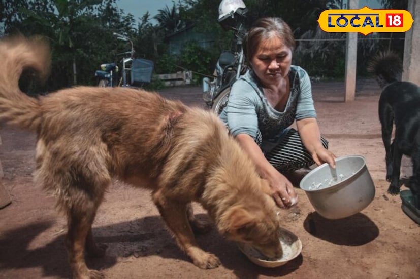 সাম্প্রতিক পুরবোর্ডের বৈঠকে সিদ্ধান্ত নেওয়া হয়েছে, পর্যটকরা পোষ্য নিয়ে দার্জিলিংয়ে আসার আগে অবশ্যই টিকাকরণের প্রমাণপত্র সঙ্গে রাখতে হবে। পাশাপাশি শহরে যত্রতত্র পোষ্যের মল-মূত্র ত্যাগ করালে দিতে হবে সর্বোচ্চ ৫০০ টাকার জরিমানা। ছবি ও তথ্য : ঋত্বিক ভট্টাচার্য