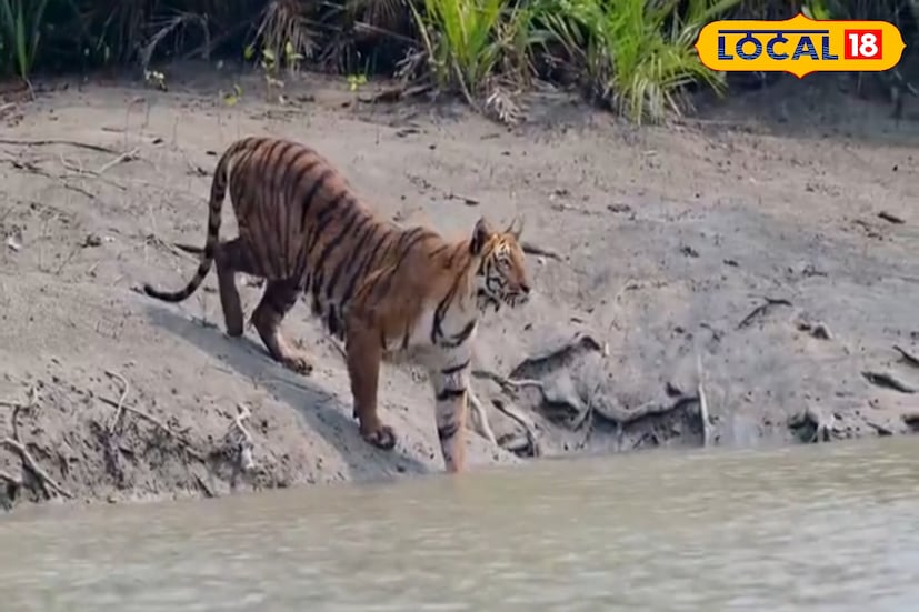 এখানে বাঘ, হরিণ, কুমির সব কিছুই দেখতে পাবেন আপনি। এই ক্যাম্প সুন্দরবন টাইগার রিজার্ভের অন্তর্গত। রয়েছে বিপুল বন্যপ্রাণী দেখার সুযোগ। আর রয়েছে সীমান্ত দেখার অনুভূতি।