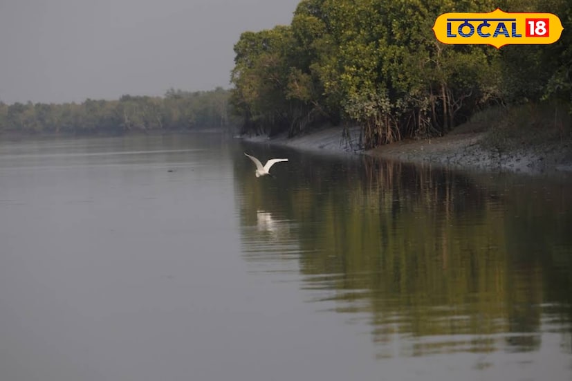 তবে বুড়ির ডাবরি যাওয়ার পর আর আপনি জলপথে যাত্রা করতে পারবেন না। কারণ ওখানেই শেষ হবে ভারতীয় সীমান্ত। জঙ্গল আর তার সঙ্গে সীমান্ত ছুঁয়ে দেখার অনুভূতি পেতে হলে আসতেই হবে এই বুড়ির ডাবরি ক্যাম্পে। (ছবি ও তথ্য: নবাব মল্লিক)