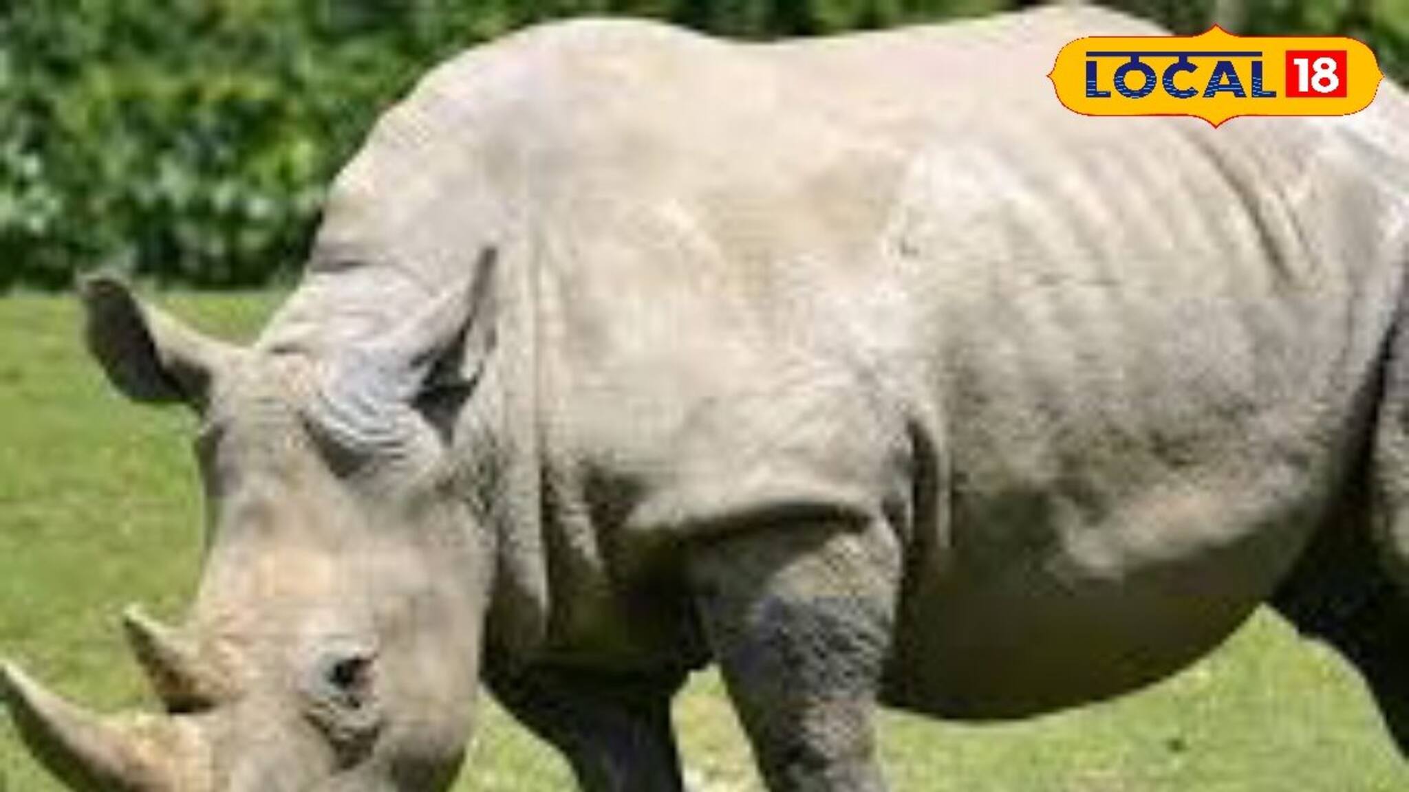 জলদাপাড়া জঙ্গল সাফারিতে দুই গন্ডারের শক্তি প্রদর্শন, ভাইরাল ভিডিও দেখলে চমকে যাবেন!