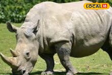 Viral Video of Rhinoceros Fight: জলদাপাড়া জঙ্গল সাফারিতে দুই গন্ডারের শক্তি প্রদর্শন, ভাইরাল ভিডিও দেখলে চমকে যাবেন!